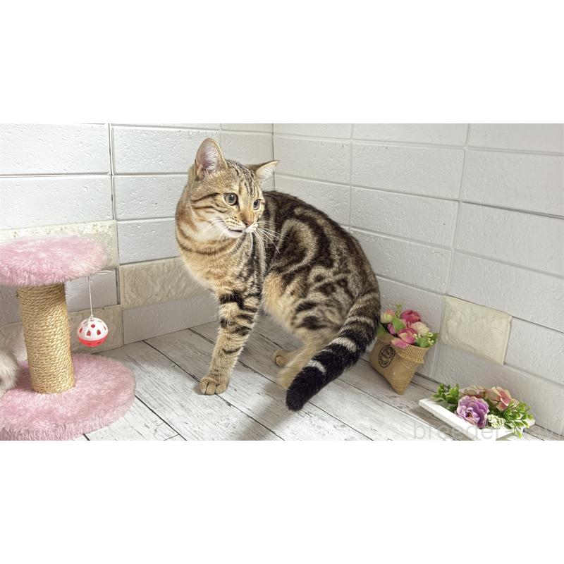 商談中の埼玉県のマンチカン-132055の3枚目