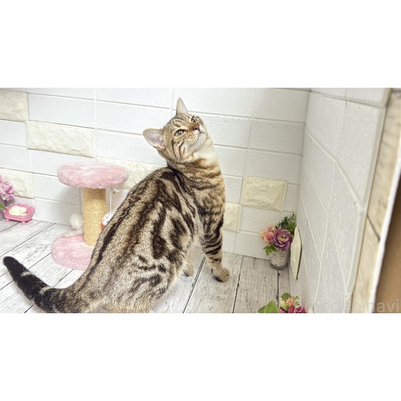 商談中の埼玉県のマンチカン-132055の2枚目