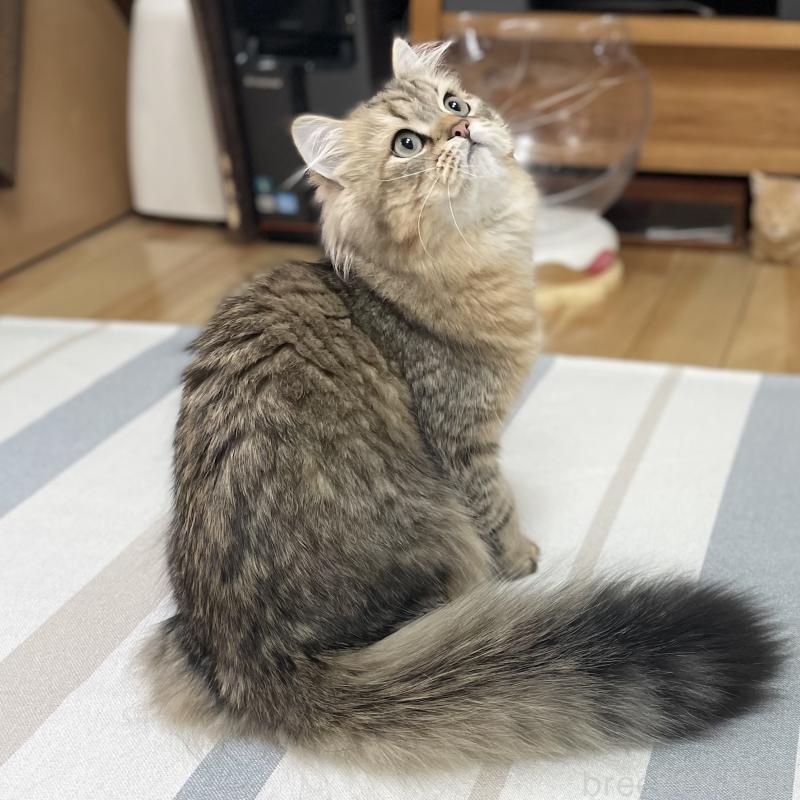 販売中の愛知県のミヌエット-117954