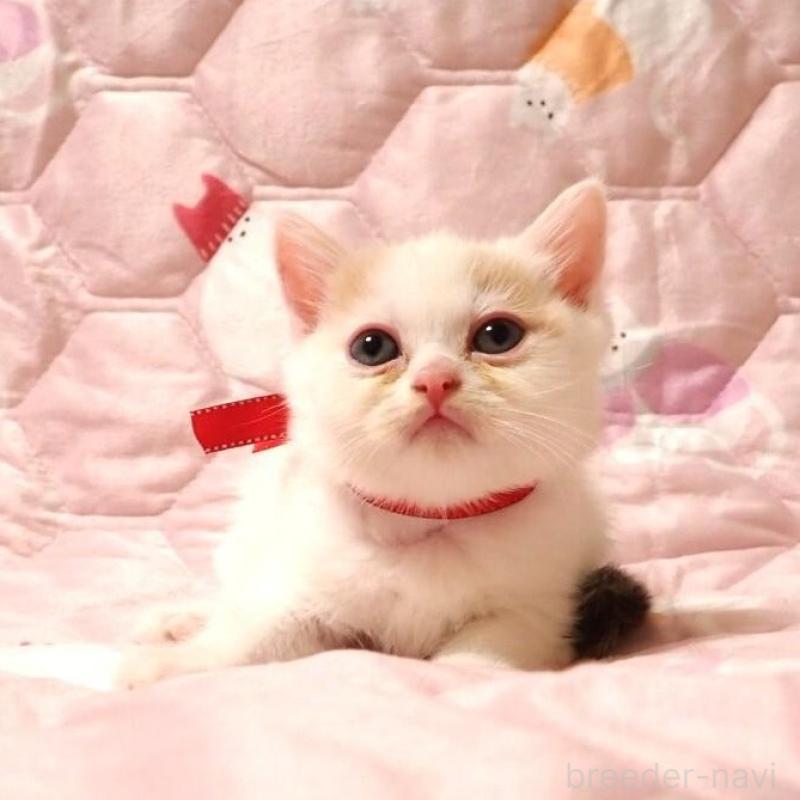 販売中の広島県のミヌエット-132056の2枚目