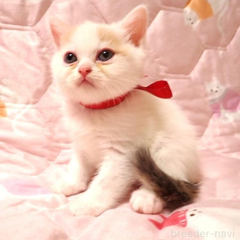 販売中の広島県のミヌエット-132056