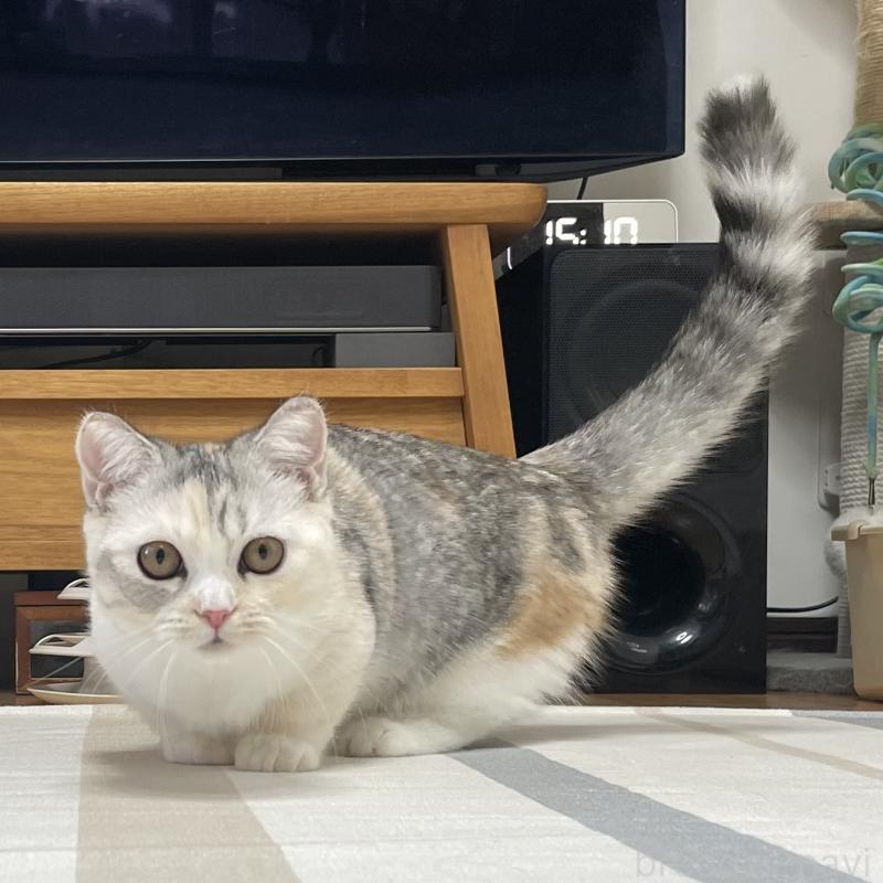 販売中の愛知県のミヌエット(短足)-121827