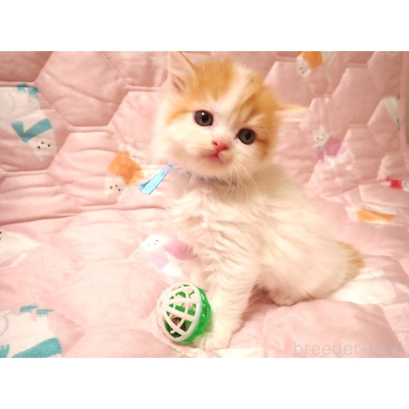 販売中の広島県のミヌエット-132057の2枚目