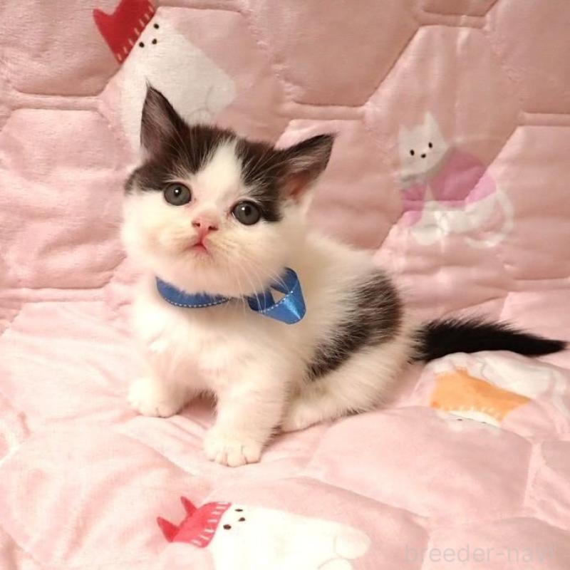 販売中の広島県のミヌエット(短足)-132058の2枚目