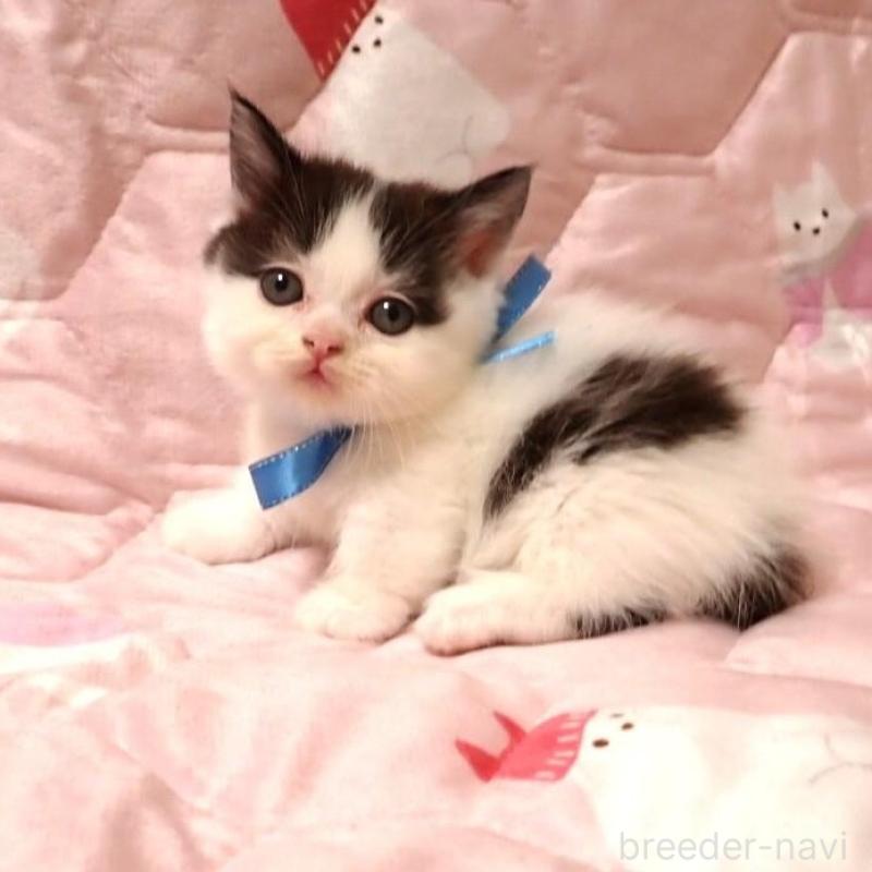 販売中の広島県のミヌエット(短足)-132058の1枚目