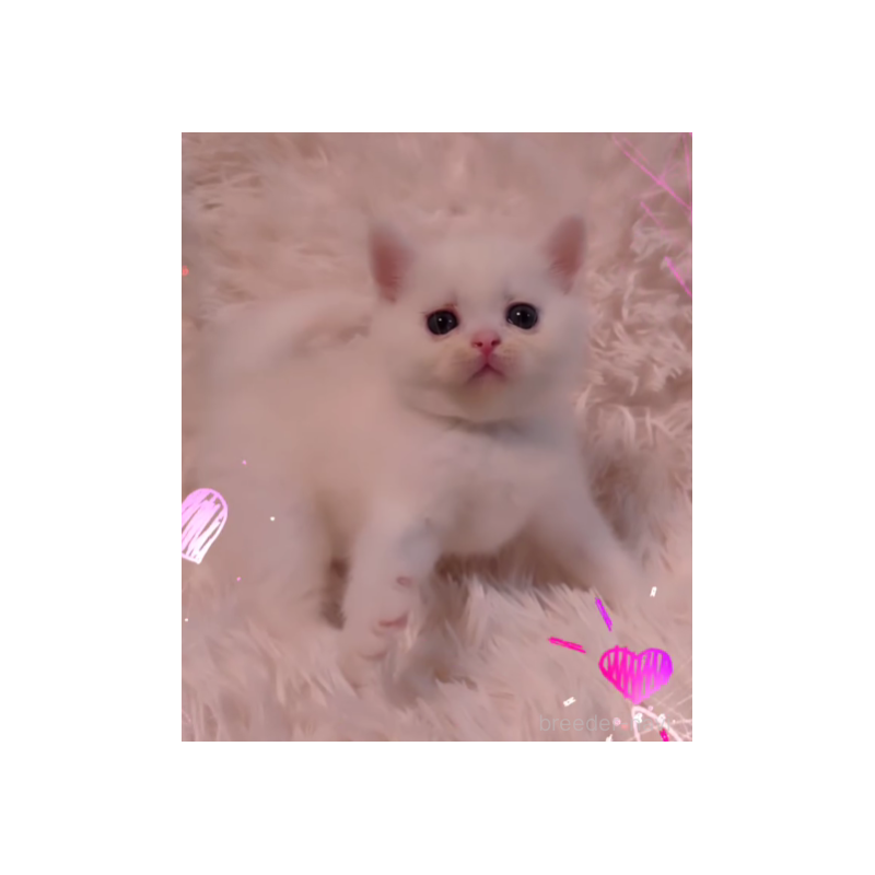 販売中の大阪府のミヌエット-132059の2枚目