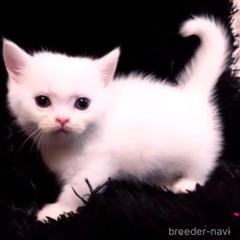 販売中の大阪府のミヌエット-132059