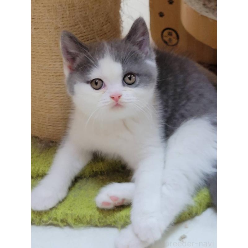 販売中の愛知県のブリティッシュショートヘア-132060の5枚目