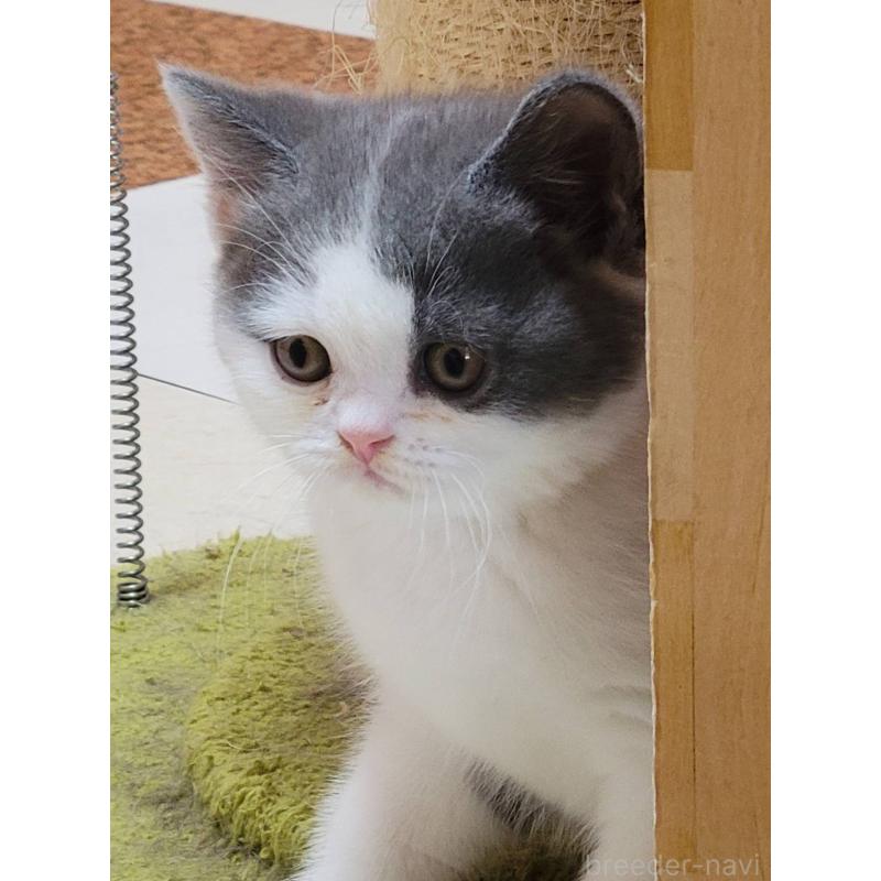 販売中の愛知県のブリティッシュショートヘア-132060の4枚目