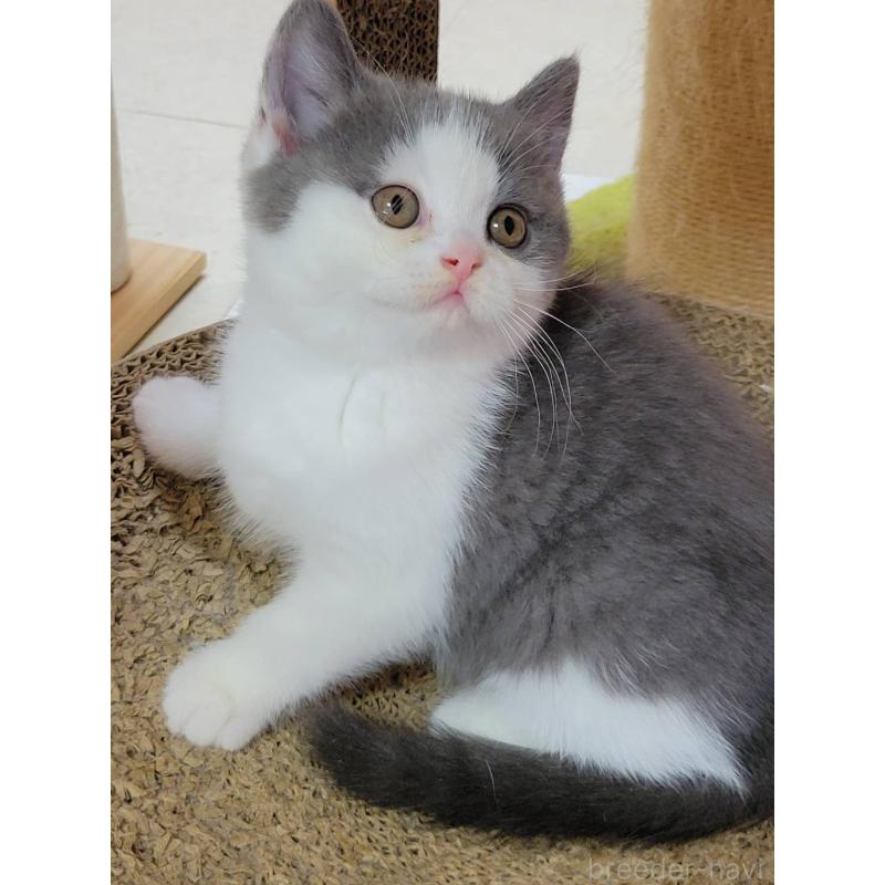 販売中の愛知県のブリティッシュショートヘア-132060の3枚目