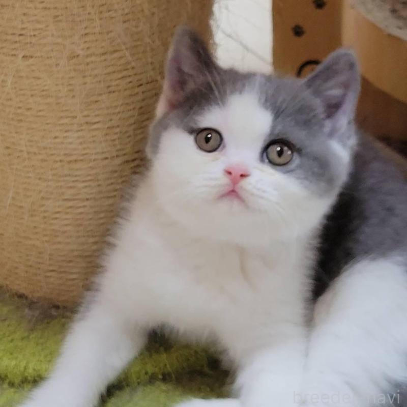 販売中の愛知県のブリティッシュショートヘア-132060の1枚目