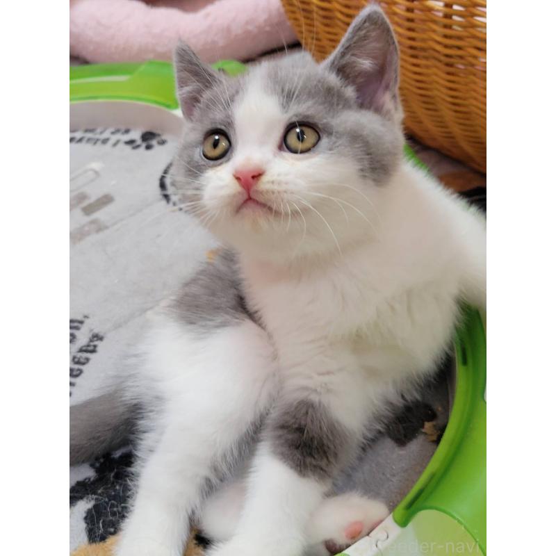 販売中の愛知県のブリティッシュショートヘア-132061の6枚目