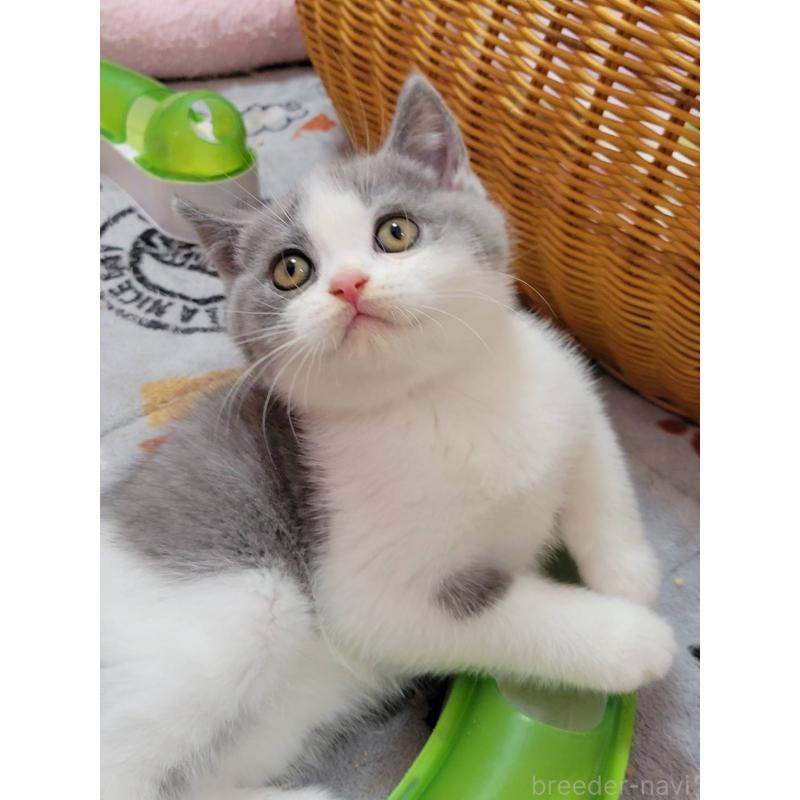 販売中の愛知県のブリティッシュショートヘア-132061の5枚目