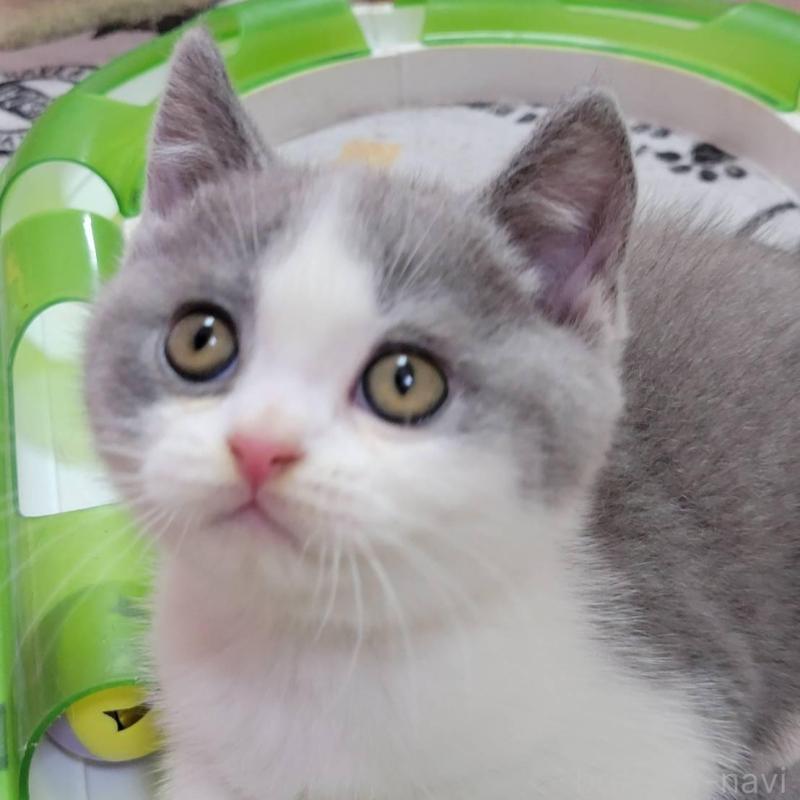 販売中の愛知県のブリティッシュショートヘア-132061