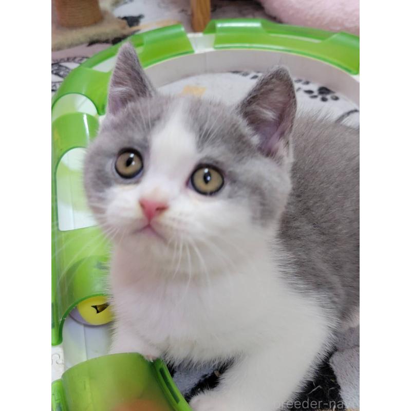 販売中の愛知県のブリティッシュショートヘア-132061の2枚目