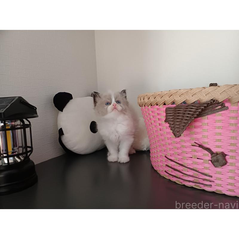 販売中の東京都のラグドール-132067の11枚目