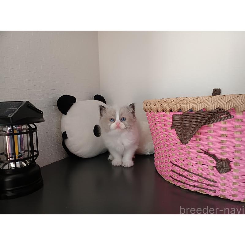 販売中の東京都のラグドール-132067の10枚目