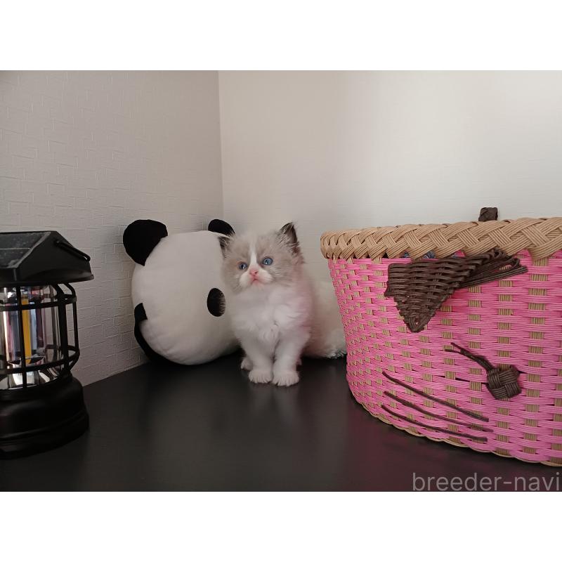 販売中の東京都のラグドール-132067の9枚目