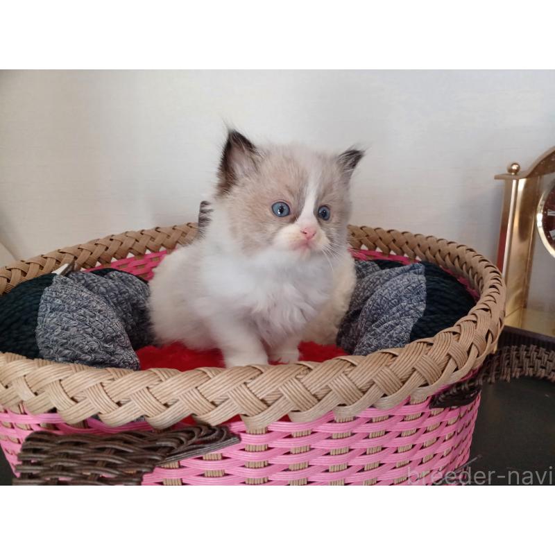 販売中の東京都のラグドール-132067の8枚目