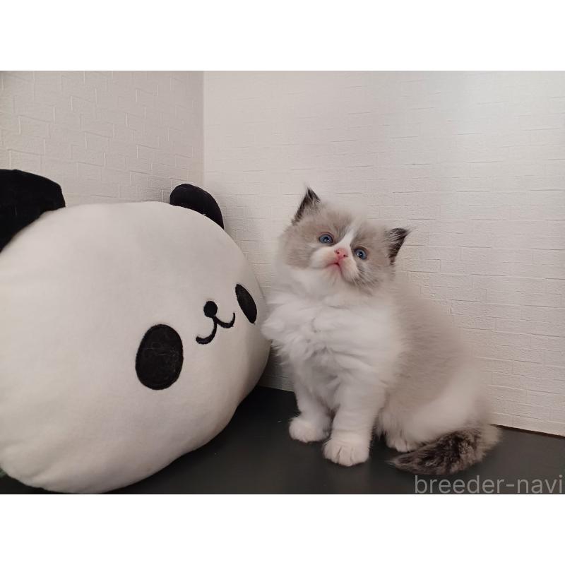 販売中の東京都のラグドール-132067の7枚目