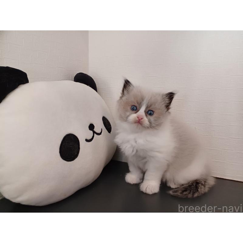 販売中の東京都のラグドール-132067の6枚目