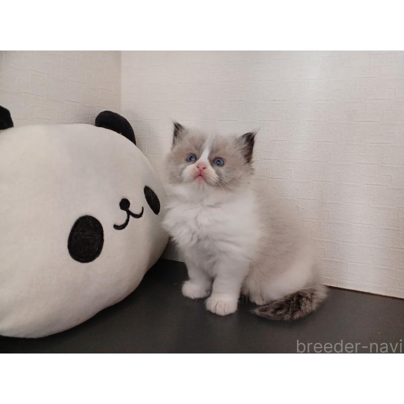 販売中の東京都のラグドール-132067の5枚目