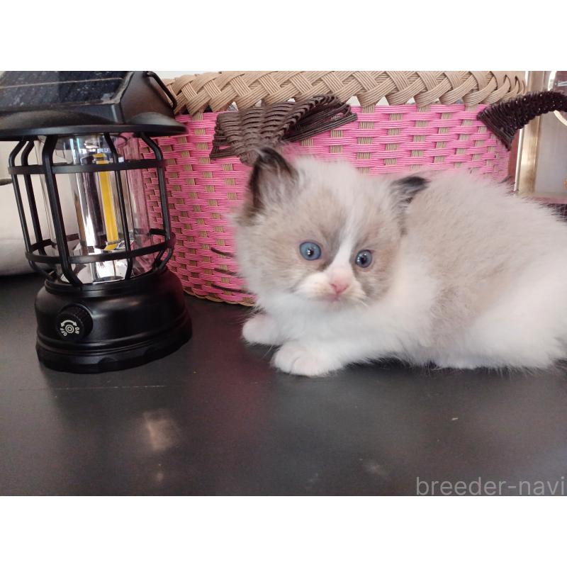 販売中の東京都のラグドール-132067の4枚目