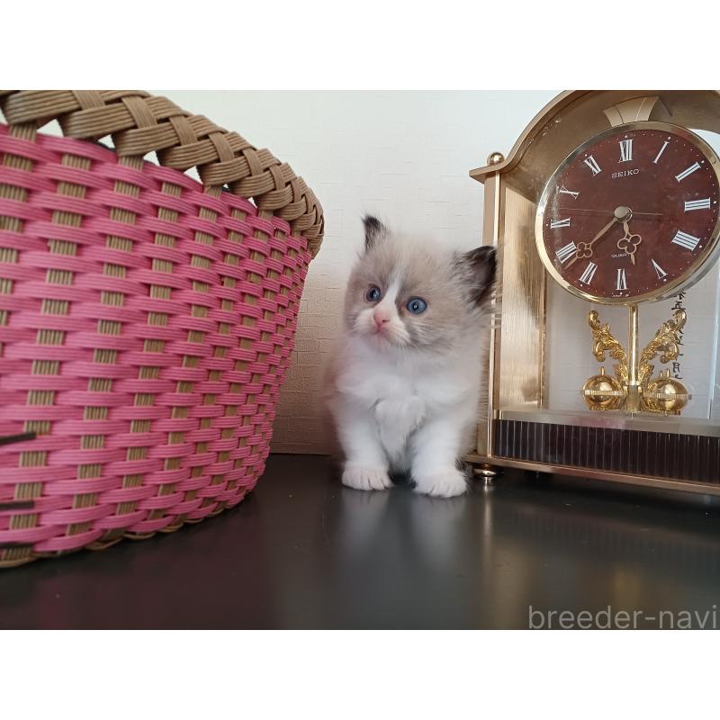 販売中の東京都のラグドール-132067の3枚目