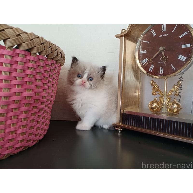 販売中の東京都のラグドール-132067の2枚目