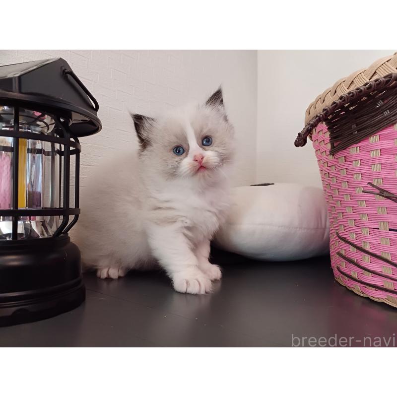 販売中の東京都のラグドール-132075の10枚目