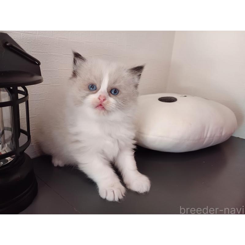 販売中の東京都のラグドール-132075の9枚目