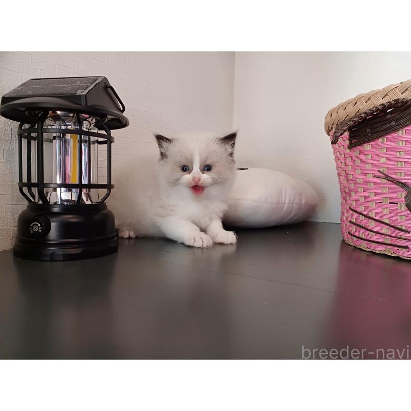 販売中の東京都のラグドール-132075の8枚目