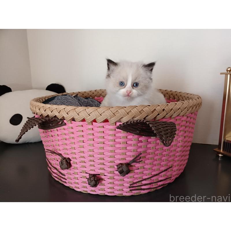 販売中の東京都のラグドール-132075の7枚目