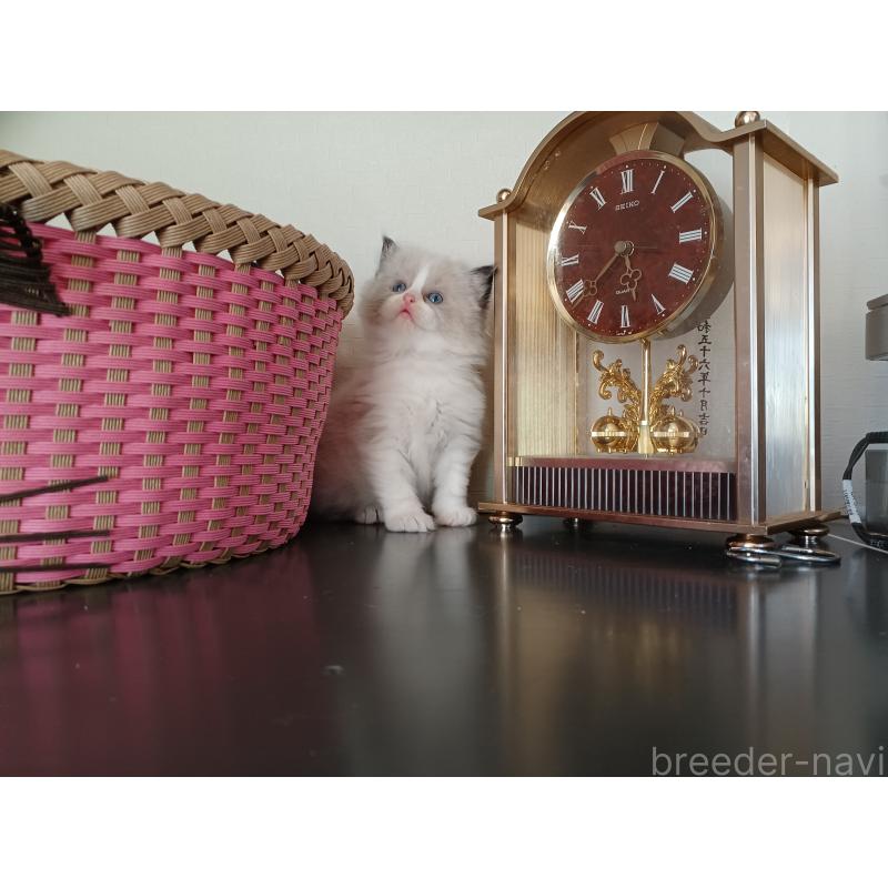 販売中の東京都のラグドール-132075の6枚目