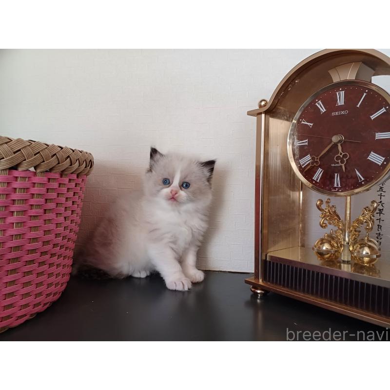 販売中の東京都のラグドール-132075の5枚目