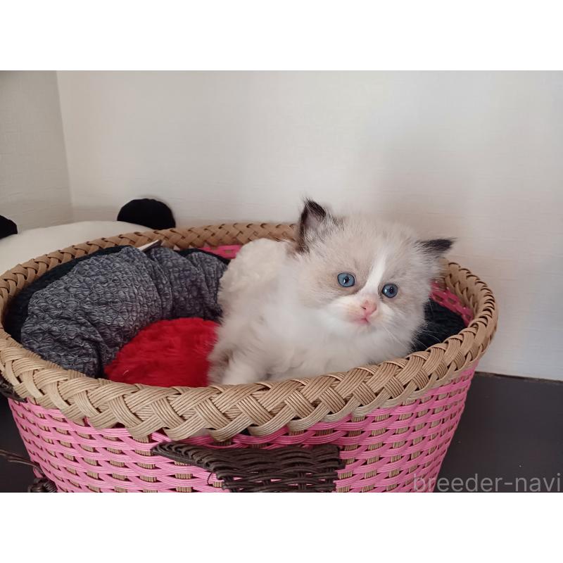 販売中の東京都のラグドール-132075の4枚目