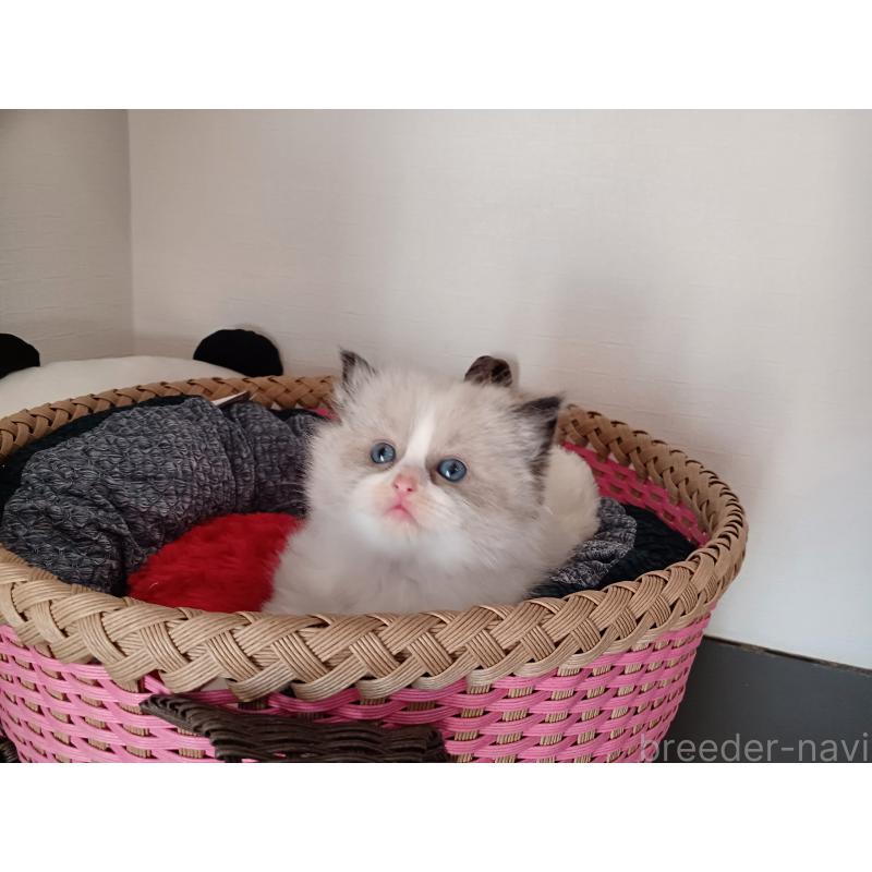 販売中の東京都のラグドール-132075の3枚目