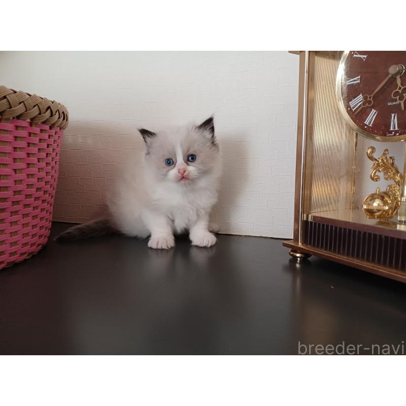 販売中の東京都のラグドール-132075の2枚目