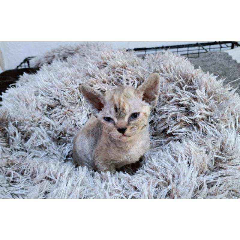 販売中の山梨県のデボンレックス-132087の3枚目