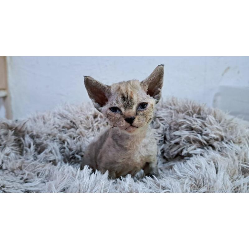 販売中の山梨県のデボンレックス-132087の2枚目