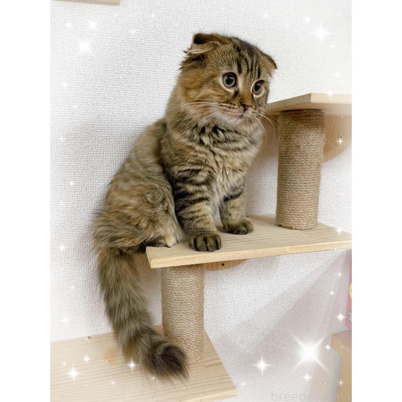 販売中の東京都のスコティッシュフォールド(折れ耳)-125729の2枚目