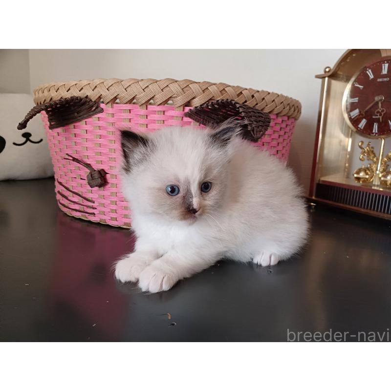 販売中の東京都のラグドール-132084の10枚目