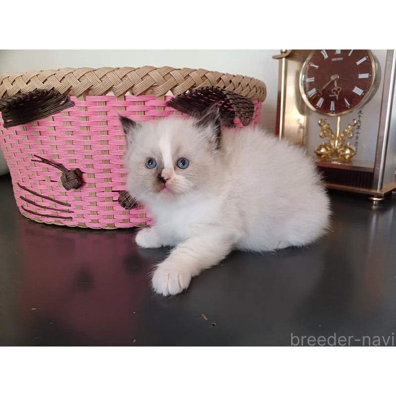 販売中の東京都のラグドール-132084の9枚目