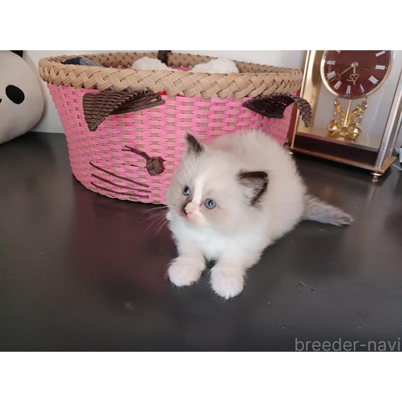 販売中の東京都のラグドール-132084の8枚目