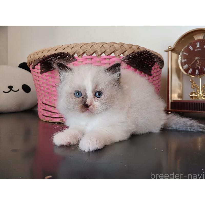 販売中の東京都のラグドール-132084の7枚目