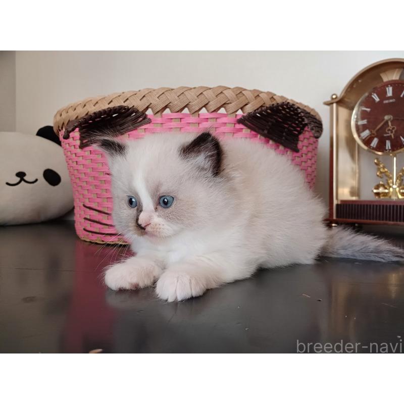 販売中の東京都のラグドール-132084の6枚目