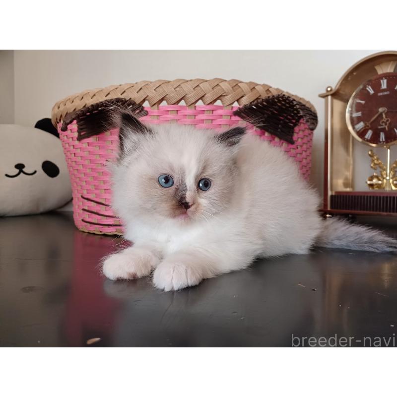 販売中の東京都のラグドール-132084の5枚目