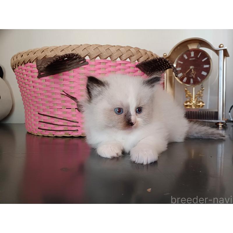 販売中の東京都のラグドール-132084の4枚目