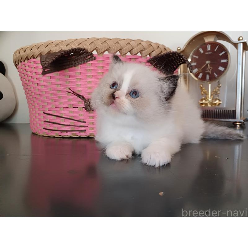 販売中の東京都のラグドール-132084の3枚目