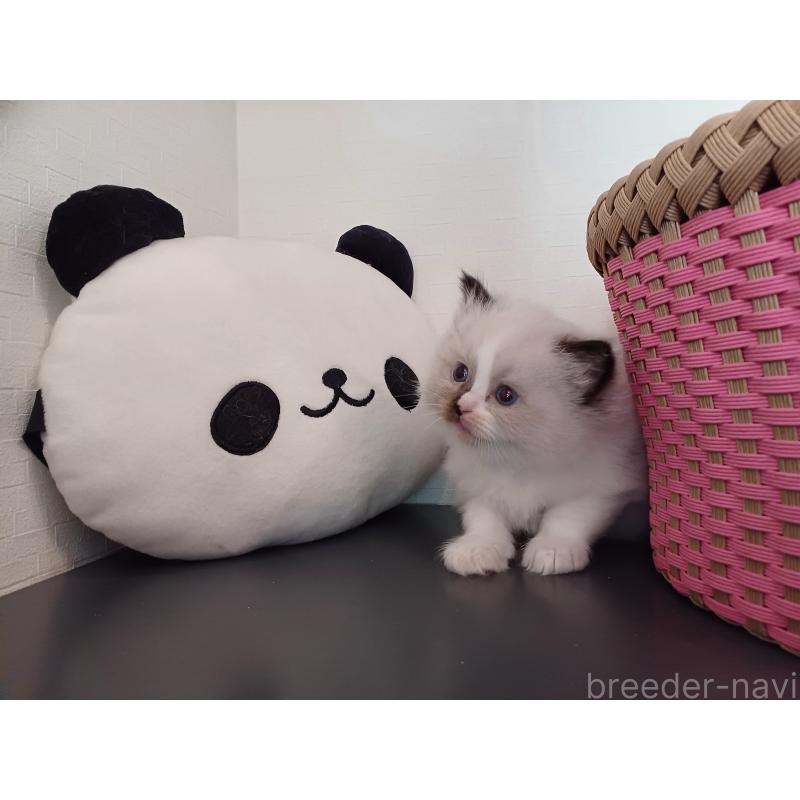 販売中の東京都のラグドール-132084の2枚目